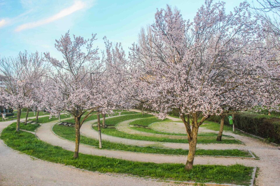 ameixeira-de-jardim 14.jpg