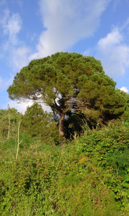 Boi DÁgua. Foto original. 2020. jpg