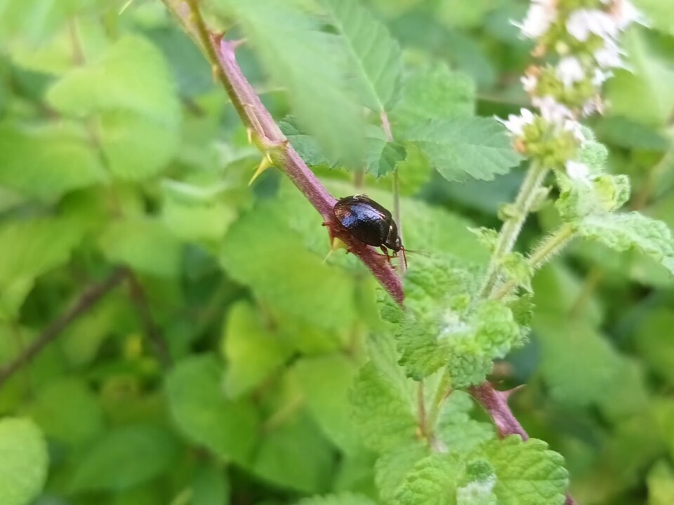 Não me canso disto insecto.jpg