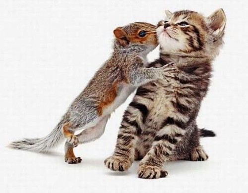 beijo gato esquilo.jpg