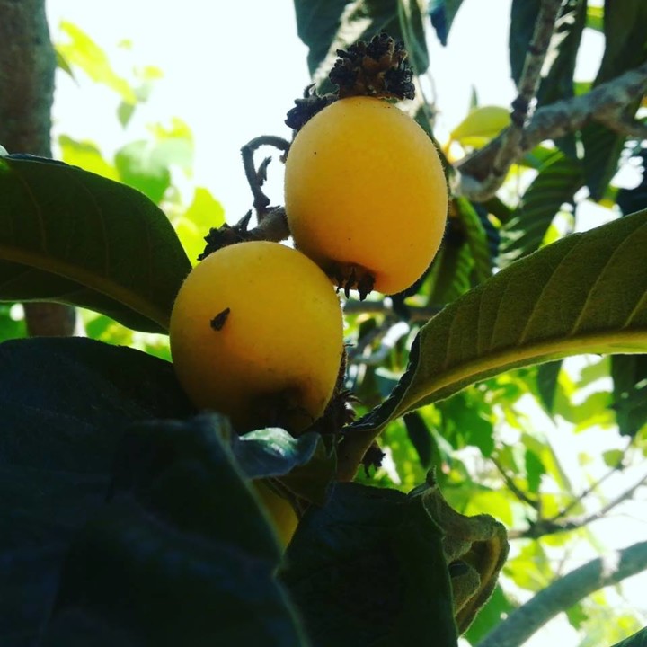 58376299_1353105951495829_2035103500827885568_n.jp