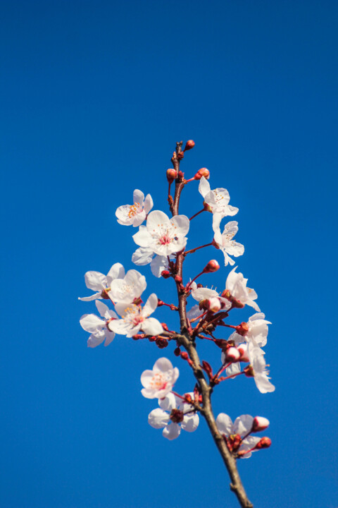 ameixeira-de-jardim 7.jpg