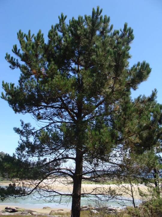 Pinus_pinaster.001_-_Islas_Cíes.jpg