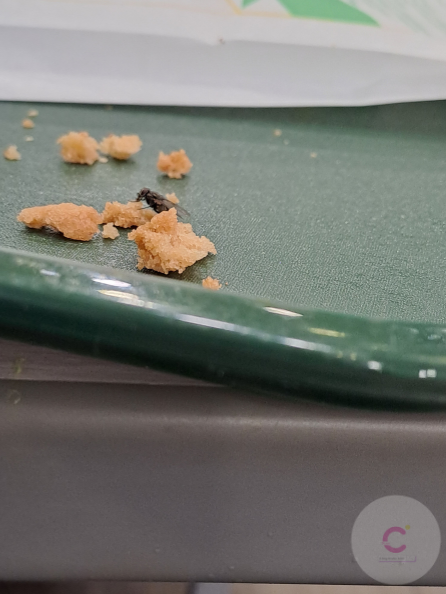 Dina Coelho (14).png