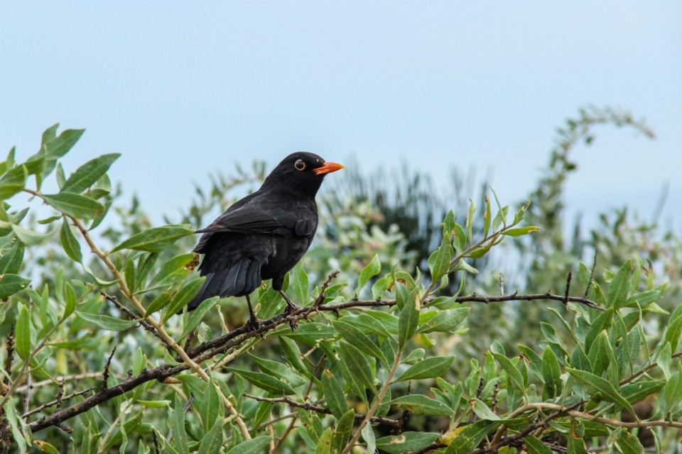 ponta da piedade a 12.jpg