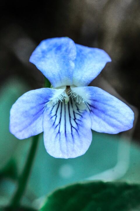 viola lactea 10.jpg