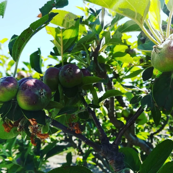 57198790_1359306884209069_2382512277141061632_n.jp