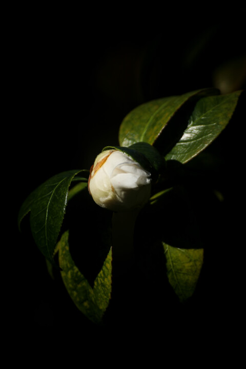 estufa fria dezembro 7.jpg