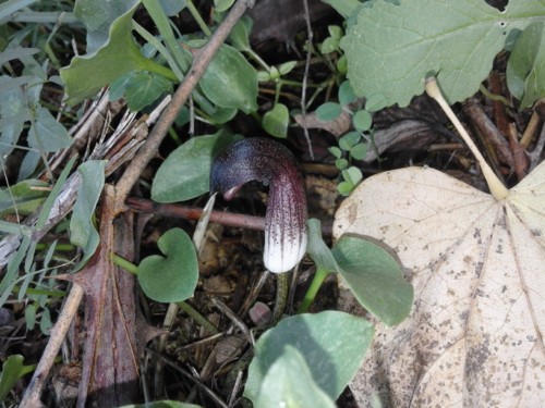 Candeias. Original DAPL. 2017.jpg