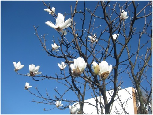 foto magnolias 2.jpg