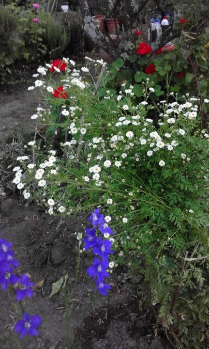 Ramalhete e Flores. Foto original. 2020. 05. jpg