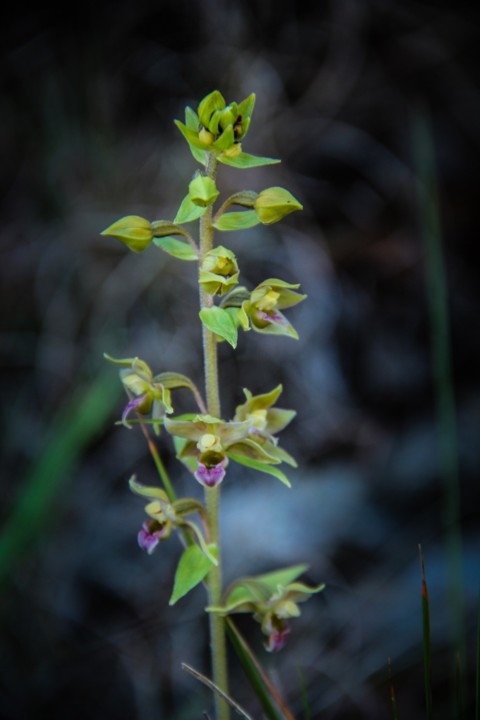epipactis tremolsii 5.jpg
