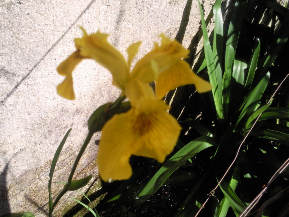 Foto Original. Lírio. 2014 .jpg