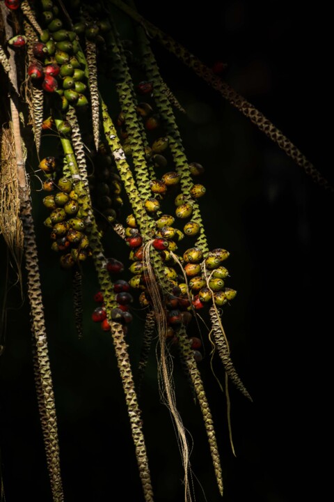 estufa fria dezembro 2.jpg