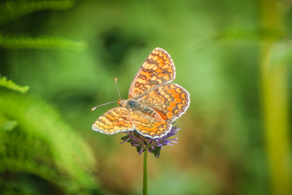 fritilaria variegada 3.jpg