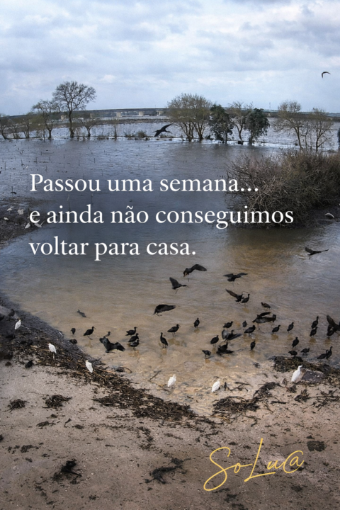 Flooded landscape with birds in flight.png