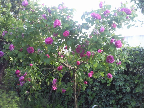 "Rosas..." Foto original de DAPL 2014 .jpg