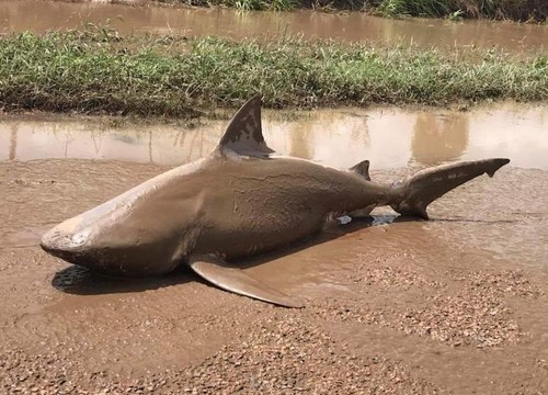 A bull shark that was found in a puddle south of T
