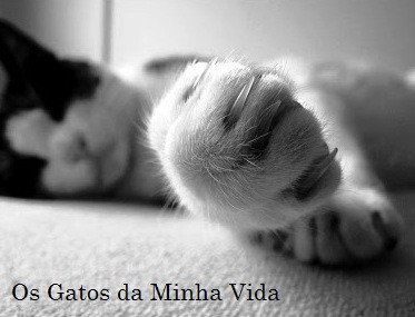 gatos minha vida.jpg