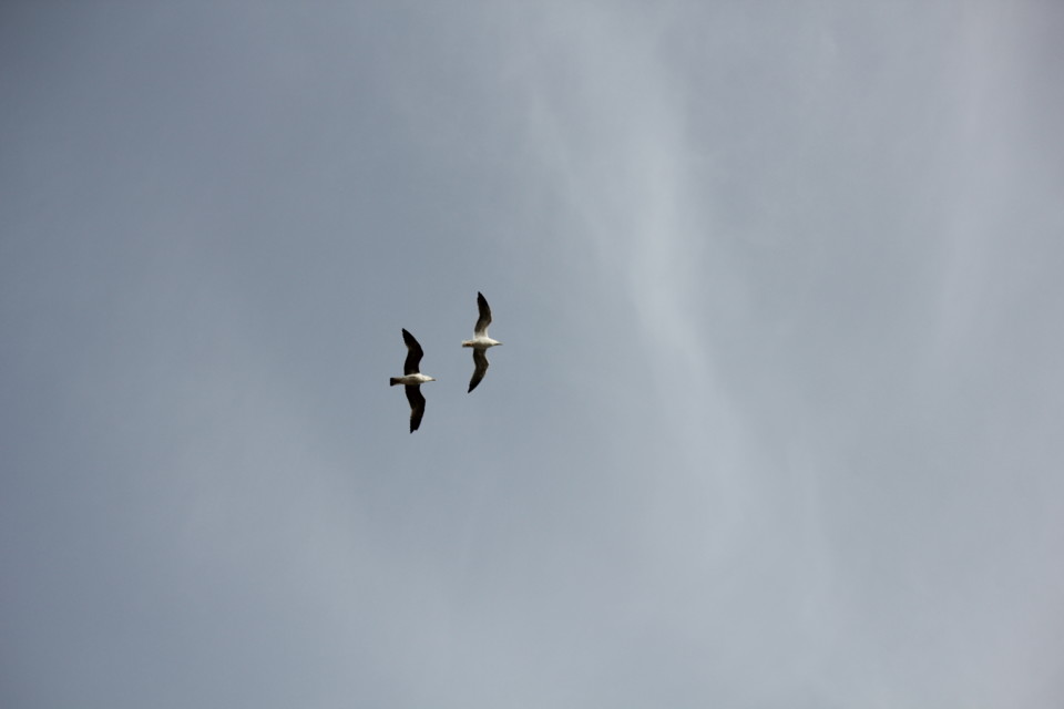 Madeira (436).JPG Madeira (436).JPG