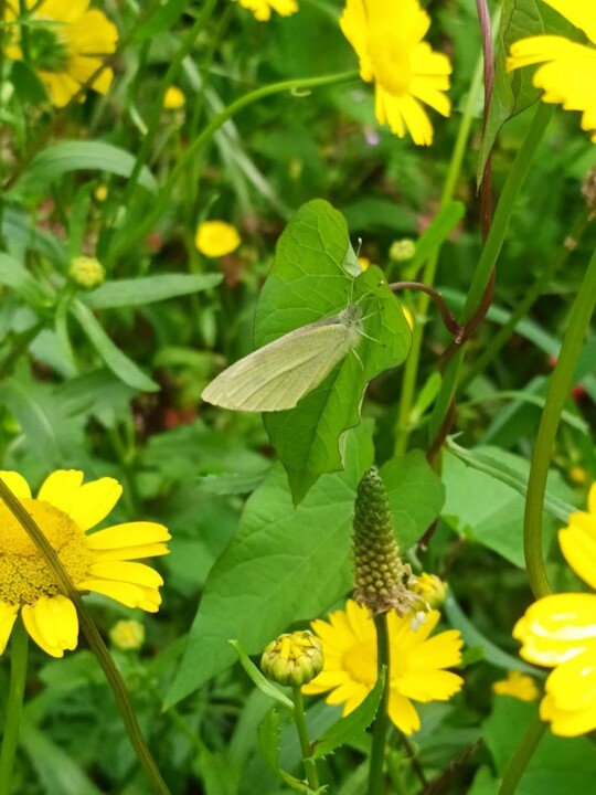 Não me canso disto Mini borboleta.jpg