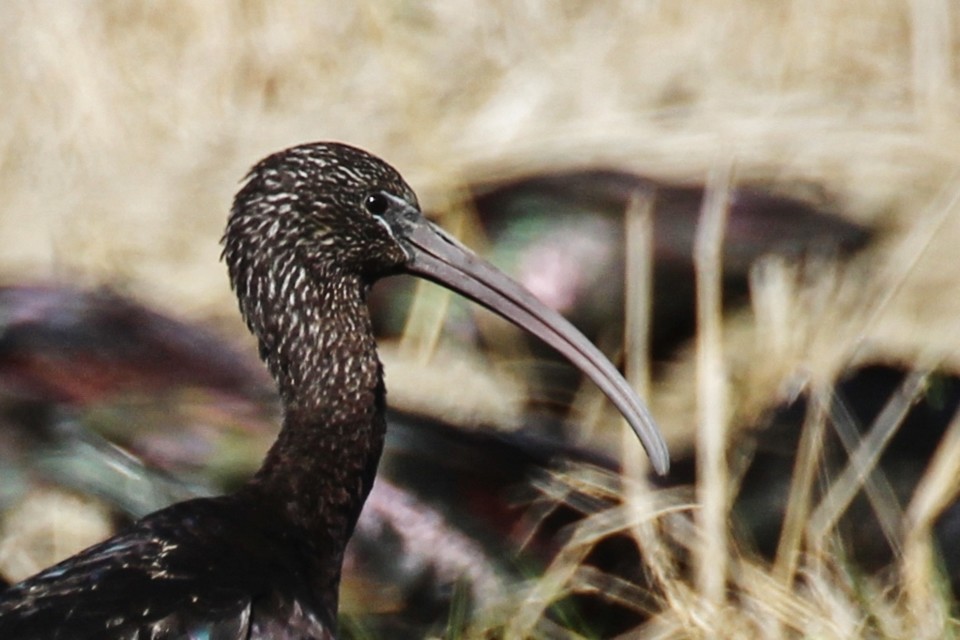 ibis-preta 7.jpg