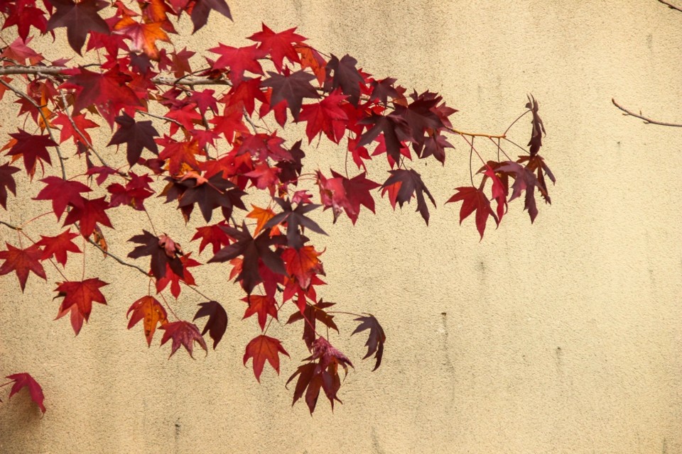 liquidambar 7.jpg