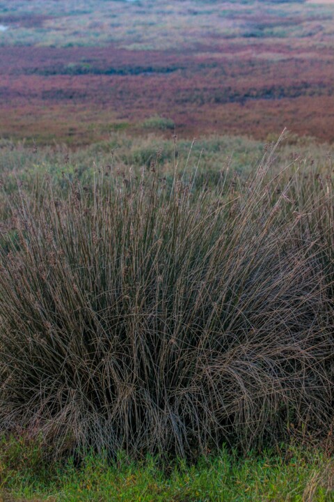 lagoa_de_obidos 2.jpg
