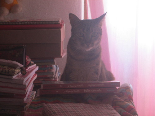 Tica 99.JPG Tica 99.JPG