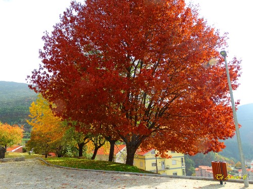 Fotos de Outono !!! 016.jpg