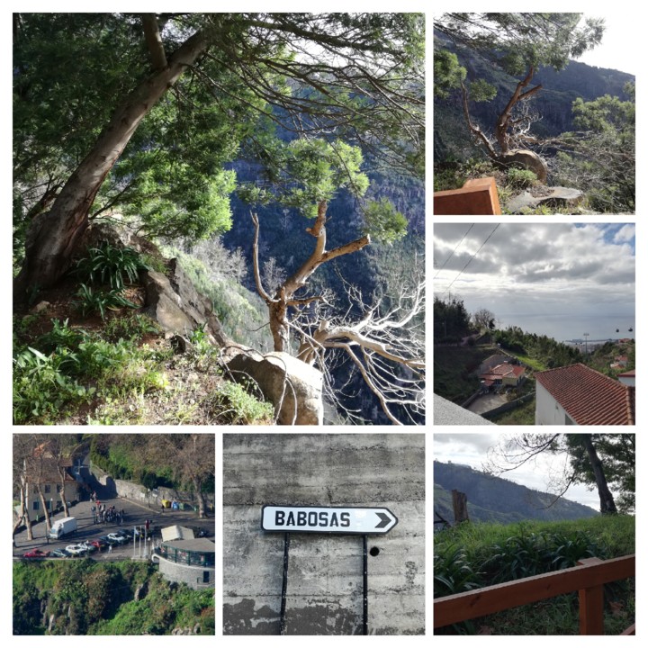 IMG_20200112_113008-COLLAGE.jpg IMG_20200112_113008-COLLAGE.jpg