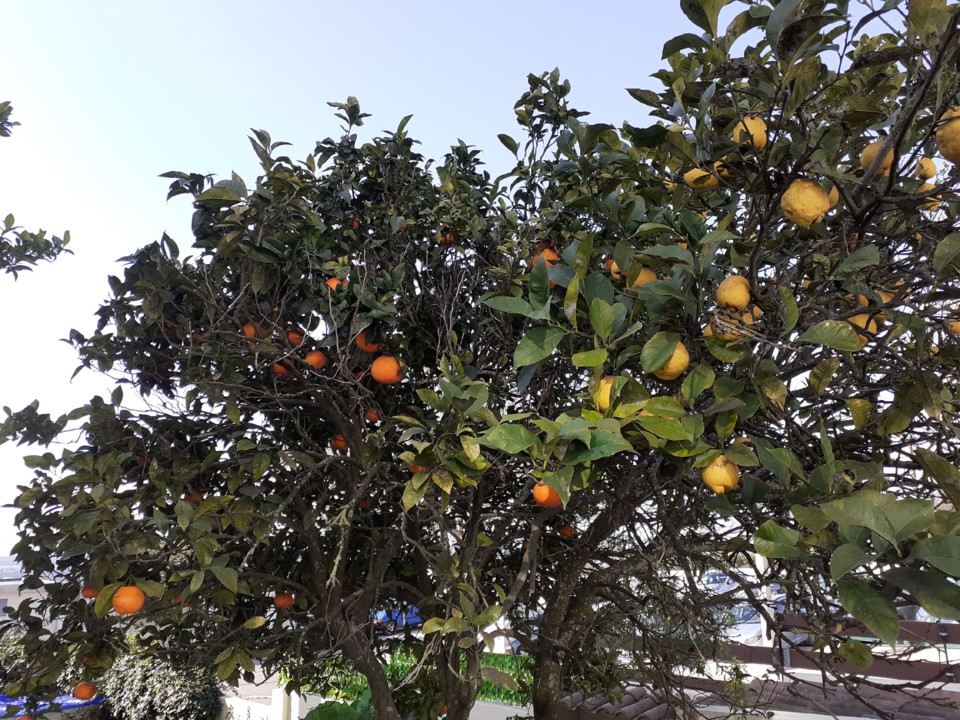 Limoeiro Laranjeiro. Foto Original. 2022.01.26.jpg