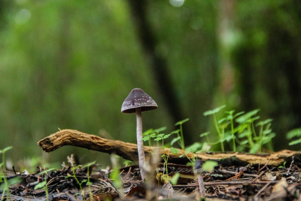 cogumelos 11.jpg