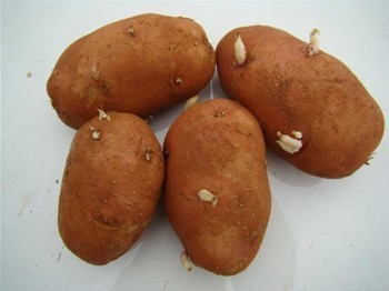 batata.jpg