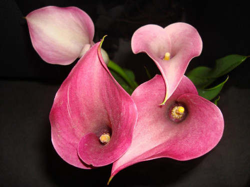 Corações em flor.jpg