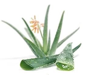 aloé vera.jpg