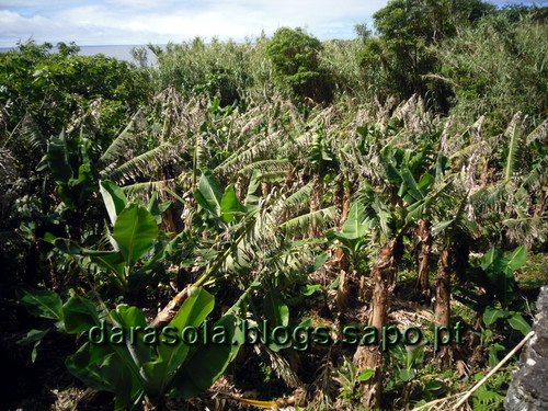 azores_flores_faja_lopo_Vaz_22.JPG azores_flores_faja_lopo_Vaz_22.JPG