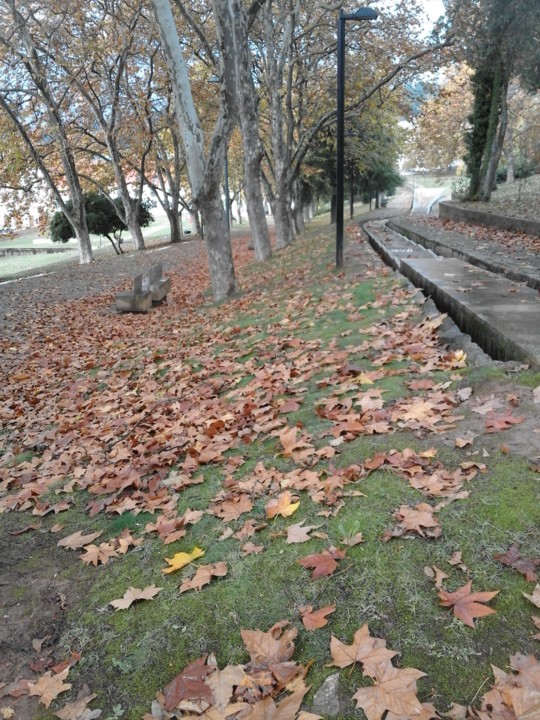 Foto original. Corredoura. Plátanos. 2018. 11. jpg