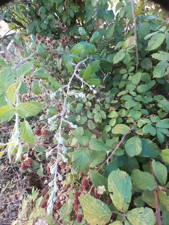 Cacho em botão. Foto Original. 2021.07.21.jpg