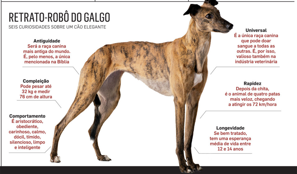 Antigo Cão de Pastor Inglês – dogs-ptmagazine