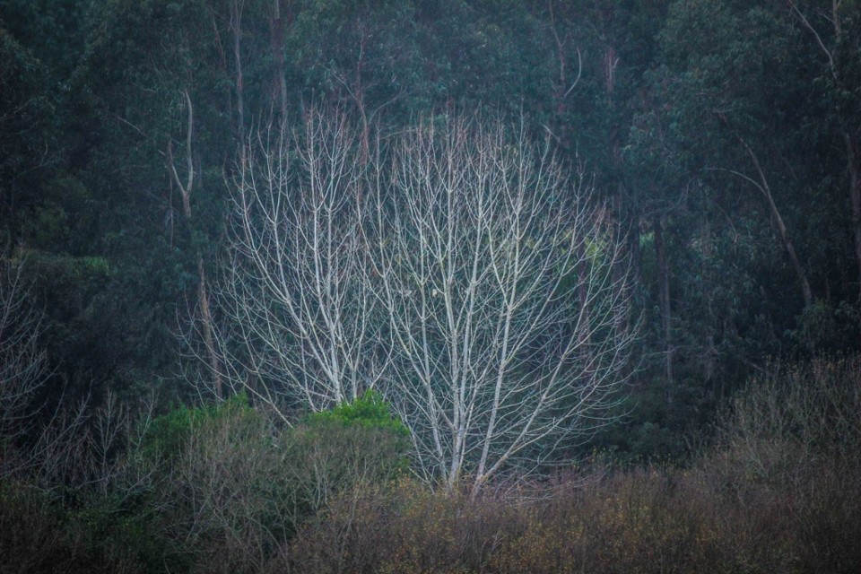lagoa de obidos 13.jpg