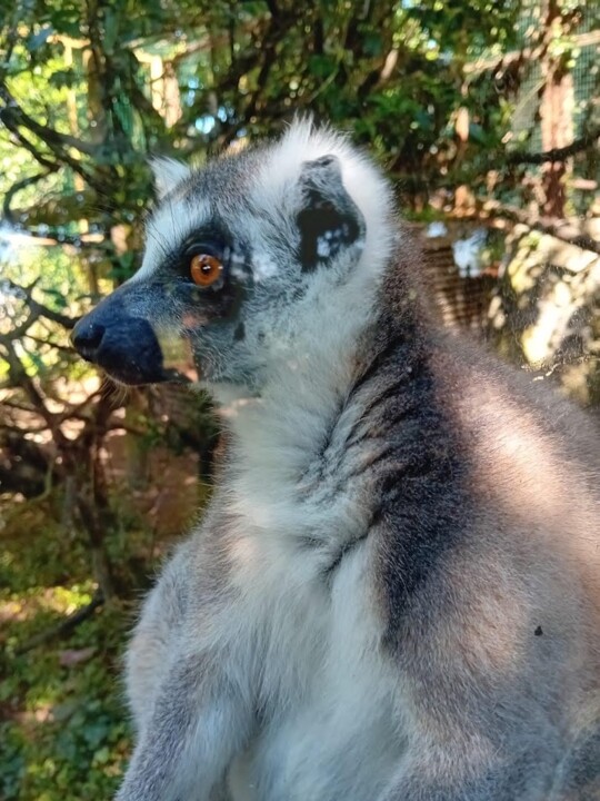 Não me canso disto ZOO8c.jpg