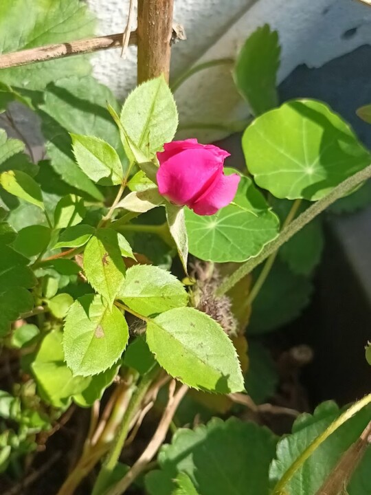 Não me canso disto flores.jpg