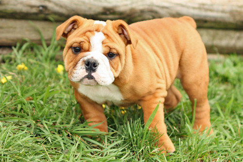 Buldogue Inglês Buldogue Inglês