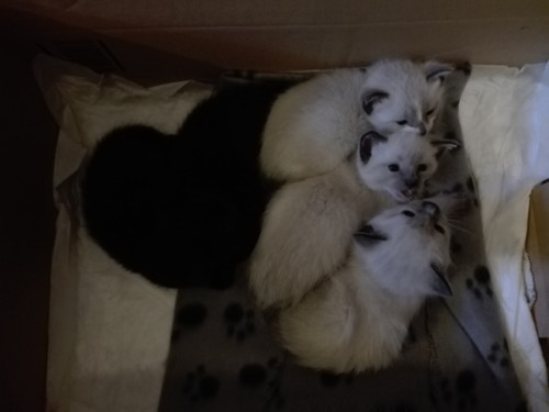 IMG_20180425_161028.jpg IMG_20180425_161028.jpg