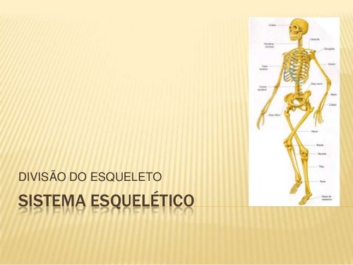 sistema-esqueletico-divisao-do-esqueleto-1-638.jpg