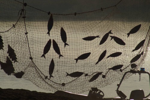 22135689_10156707207948696_5937409243081067477_o.j