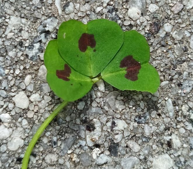 Não me canso disto.jpg