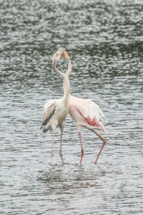 lagoa de obidos 17.jpg