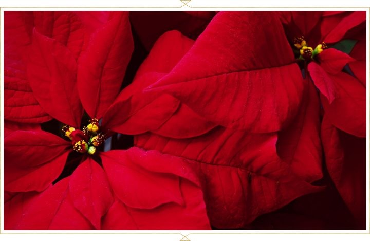 Lenda da Flor de Natal @ Natal • Lendas • Contos & Tradições - As coisas de que eu gosto! e as outras... Lenda da Flor de Natal @ Natal • Lendas • Contos & Tradições - As coisas de que eu gosto! e as outras...